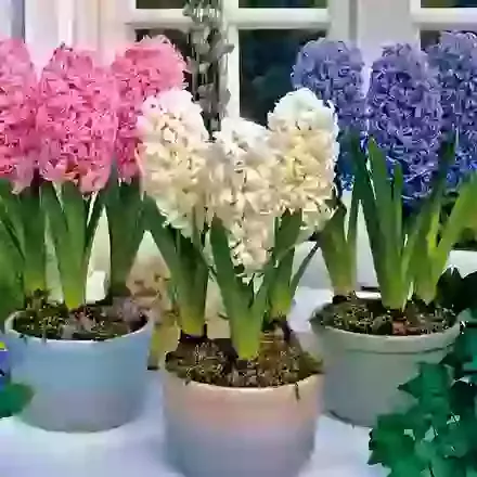 Collection 2